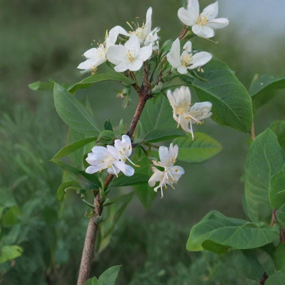 Winter Honeysuckle – Lonicera fragrantissima Seeds | 50 Count | Fast Growing Fragrant Shrub | Cold Hardy Ornamental