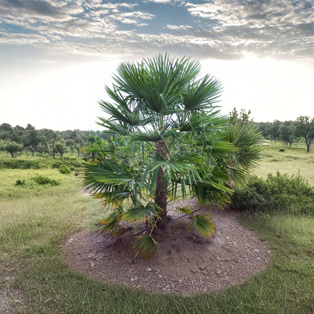 Windmill Palm – Trachycarpus fortunei Seeds | 60 Seeds | Hardy Evergreen Palm | Cold Hardy Tropical Accent