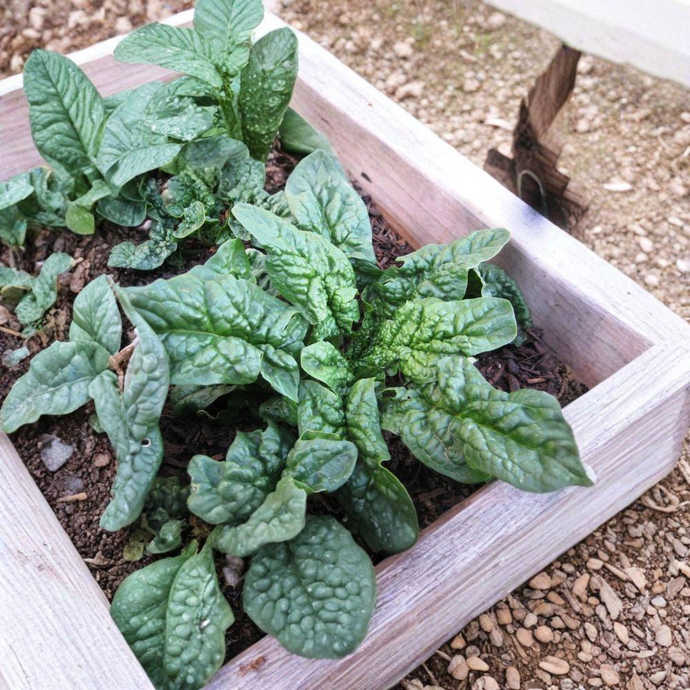 Spinach Seeds – Bloomsdale Long Standing | 50 Seeds | Heirloom Savoyed Leaves | Heat Resistant | 45 Days