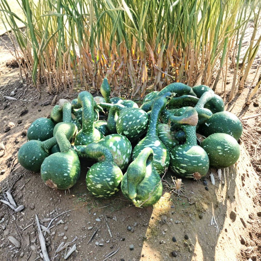 Speckled Swan Gourd Seeds – Lagenaria siceraria | Approx. 120 Seeds | Ornamental Swan Neck Gourd | Decorative Craft Gourd Vine