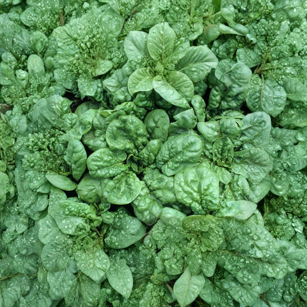 Spinach Seeds – Bloomsdale Long Standing | 200 Seeds | Heirloom Savoy Leaf | Slow Bolting | 45 Days