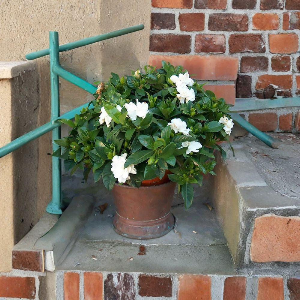 Fragrant Cape Jasmine Shrub – Gardenia jasminoides Seeds | 60 Premium Seeds | Evergreen White Fragrant Blooms | Greenhouse & Container Friendly