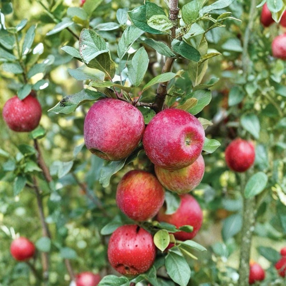 Sweet Sixteen Apple Trees – Malus domestica | 2 Live Fruit Trees 2–3 ft Tall | Candy Flavored Heirloom Apples | Bare Root Orchard Set