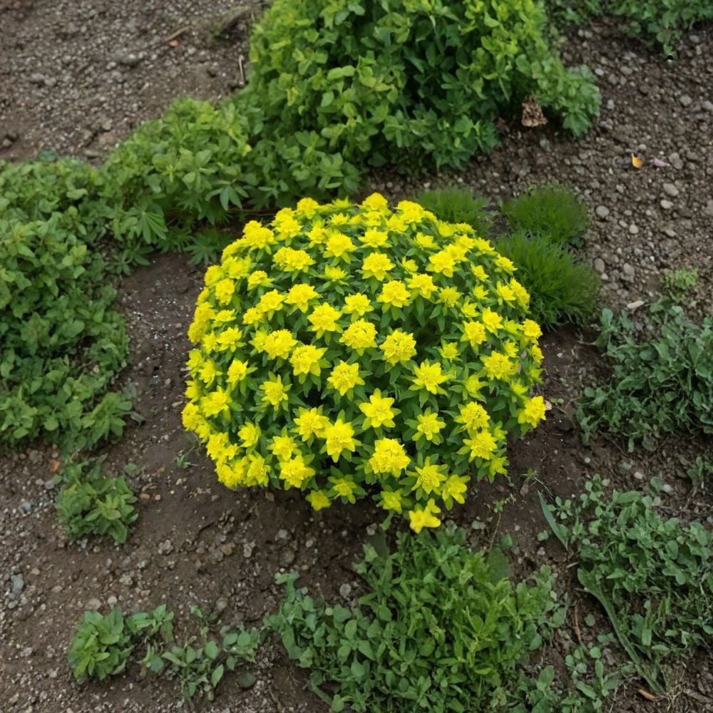 Cushion Spurge – Euphorbia polychroma Seeds | 30 Seeds | Hardy Perennial | Bright Yellow Spring Blooms | Drought Tolerant
