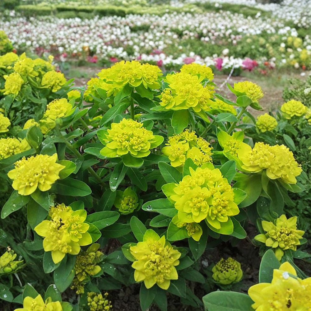 Cushion Spurge – Euphorbia polychroma Seeds | 100 Seeds | Hardy Yellow Perennial | Drought Tolerant | Mounded Ground Cover