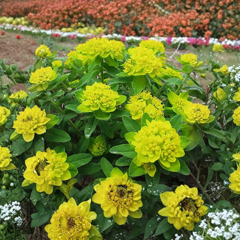 Cushion Spurge – Euphorbia polychroma Seeds | 400 Seeds | Hardy Yellow Perennial | Drought Tolerant | Border & Ground Cover