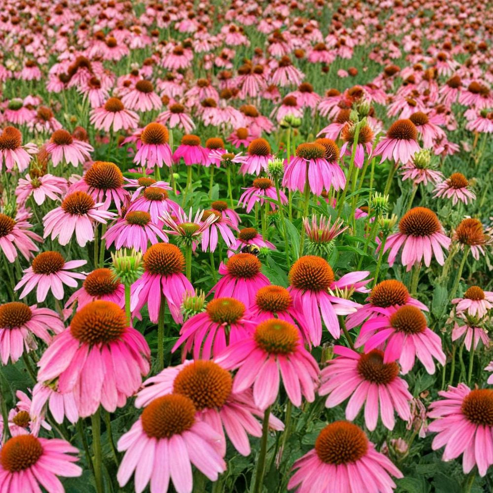 Purple Coneflower – Echinacea purpurea Perennial Seeds | 50 Seeds | Hardy Native Wildflower | Butterfly & Pollinator Friendly | Easy to Grow