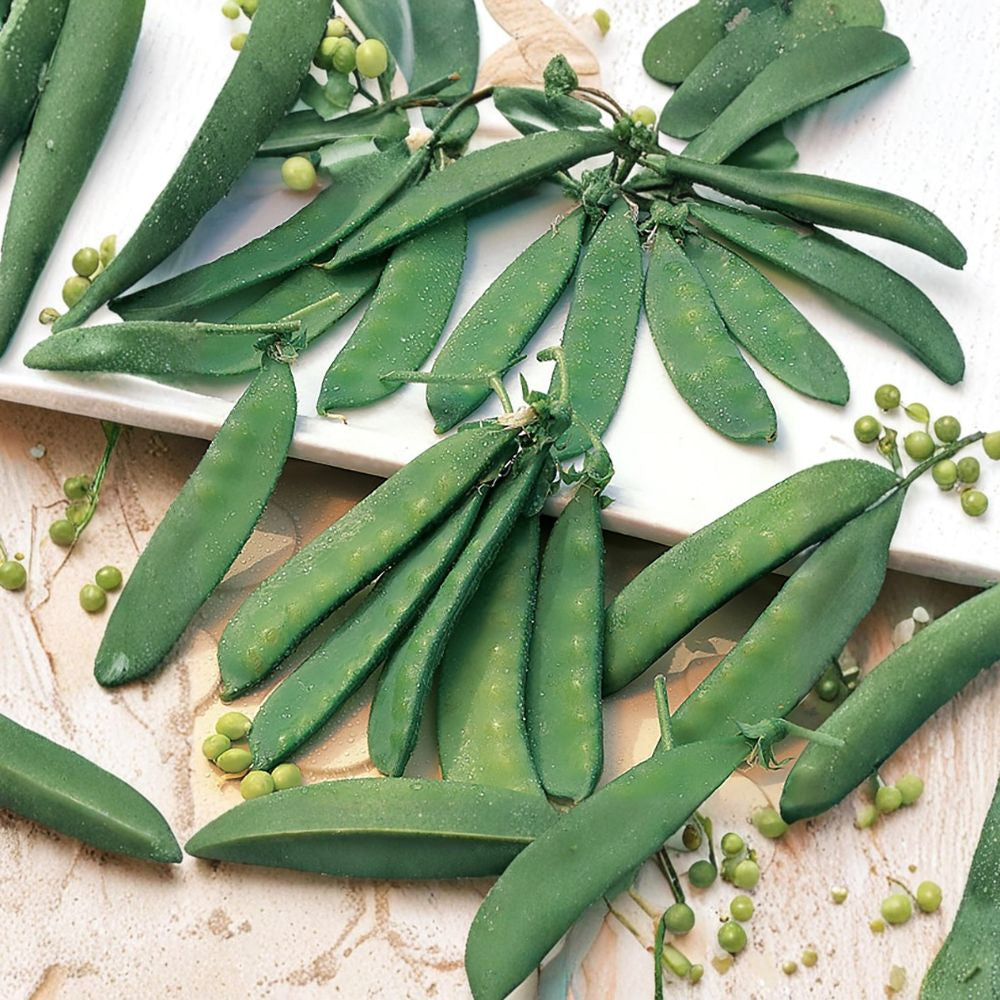 Dwarf Grey Sugar Snow Pea Seeds – Pisum sativum | Heirloom Chinese Snow Pea | 20 Seeds | Edible Pod Garden Pea | Crisp Sweet Pods