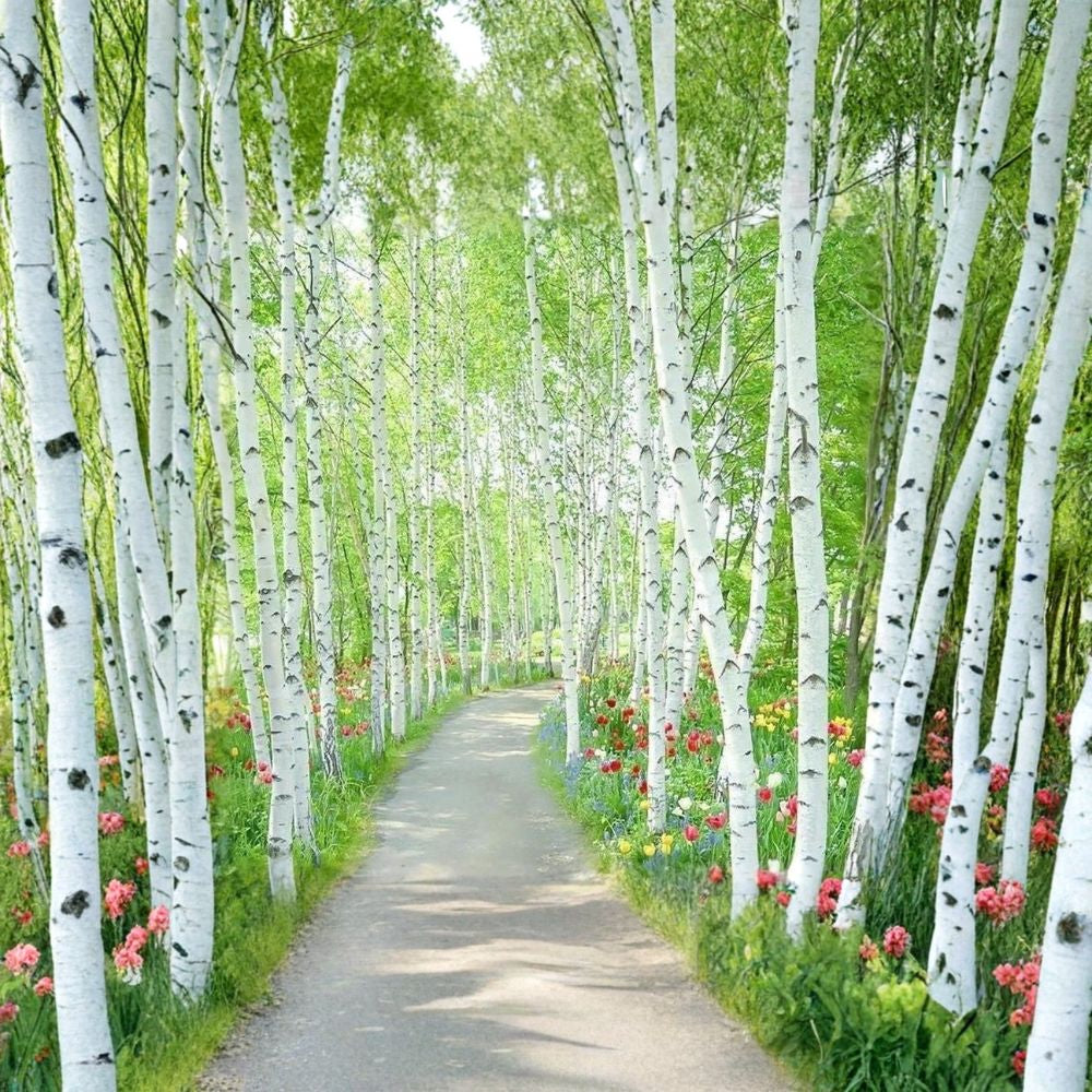 Japanese White Birch ‘Whitespire’ – Betula platyphylla var. japonica | 5,400 Seeds | White Bark Ornamental Tree