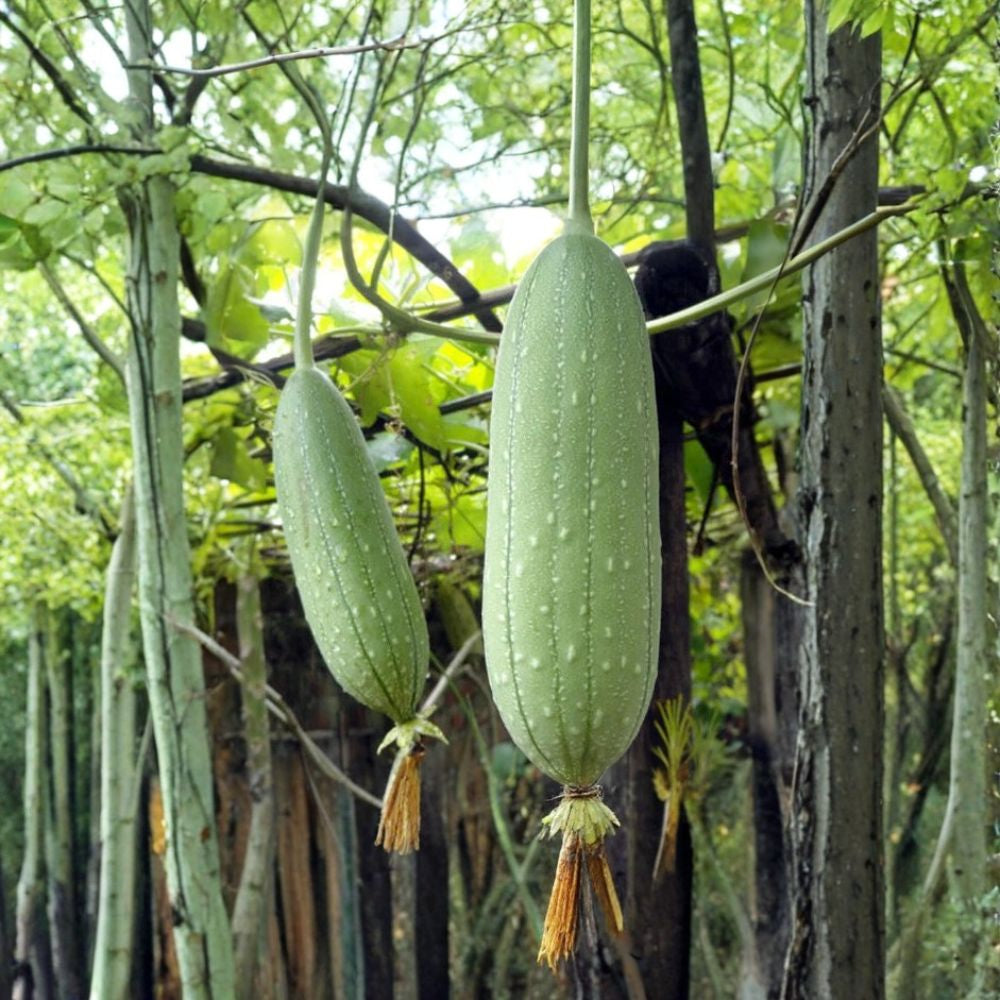 Smooth Loofah – Luffa aegyptiaca Seeds | 10 Gourd Seeds | Edible Vegetable Vine & Natural Sponge Plant | Fast Growing Climber