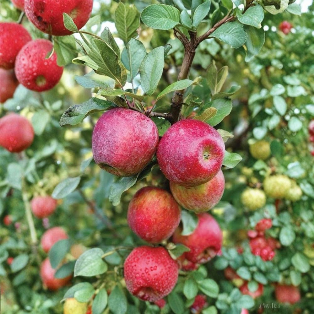 Sweet Sixteen Apple Tree – Malus domestica | Live Fruit Tree 2–3 ft Tall | Candy Flavored Apple Variety | Cold Hardy Orchard Tree