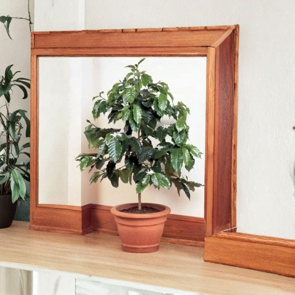 Arabica Coffee Plant – Coffea arabica Live Starter | 2–6 Inches Tall | Rooted Plant in Pot | Grow Your Own Coffee | Indoor Tropical Plant