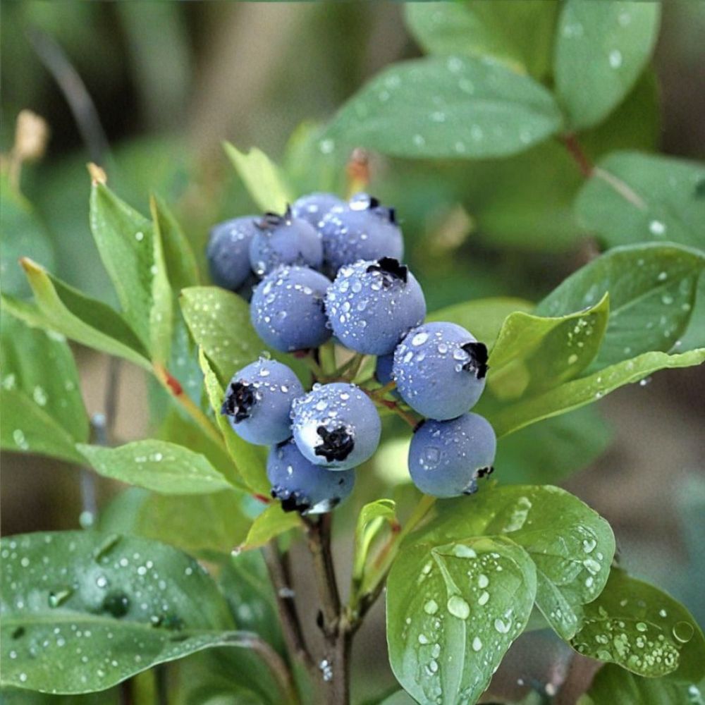 Duke Blueberry Plant – Northern Highbush Live Berry Bush | Pruned for Planting | Early Ripening Fruit | Cold Hardy Garden Plant
