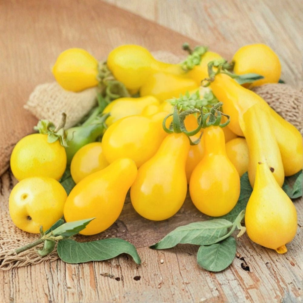 Yellow Pear Cherry Tomato – Solanum lycopersicum 100+ Seeds | Indeterminate | NON-GMO Sweet Mild Flavor | 90 Days to Harvest | High-Yield Garden Favorite