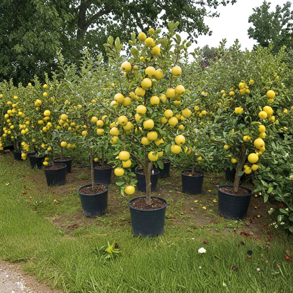Golden Dorsett Apple Tree – Malus domestica Live Plant | 4–5 Feet Tall | 3 Gallon Pot | Early Sweet Yellow Apples