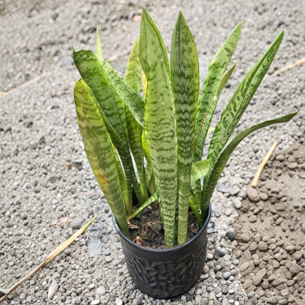 Sansevieria Snake Plant – 3 Leaf Cuttings (4–6 Inches) | Hawaii Grown Organic | Easy Indoor Plant Starter