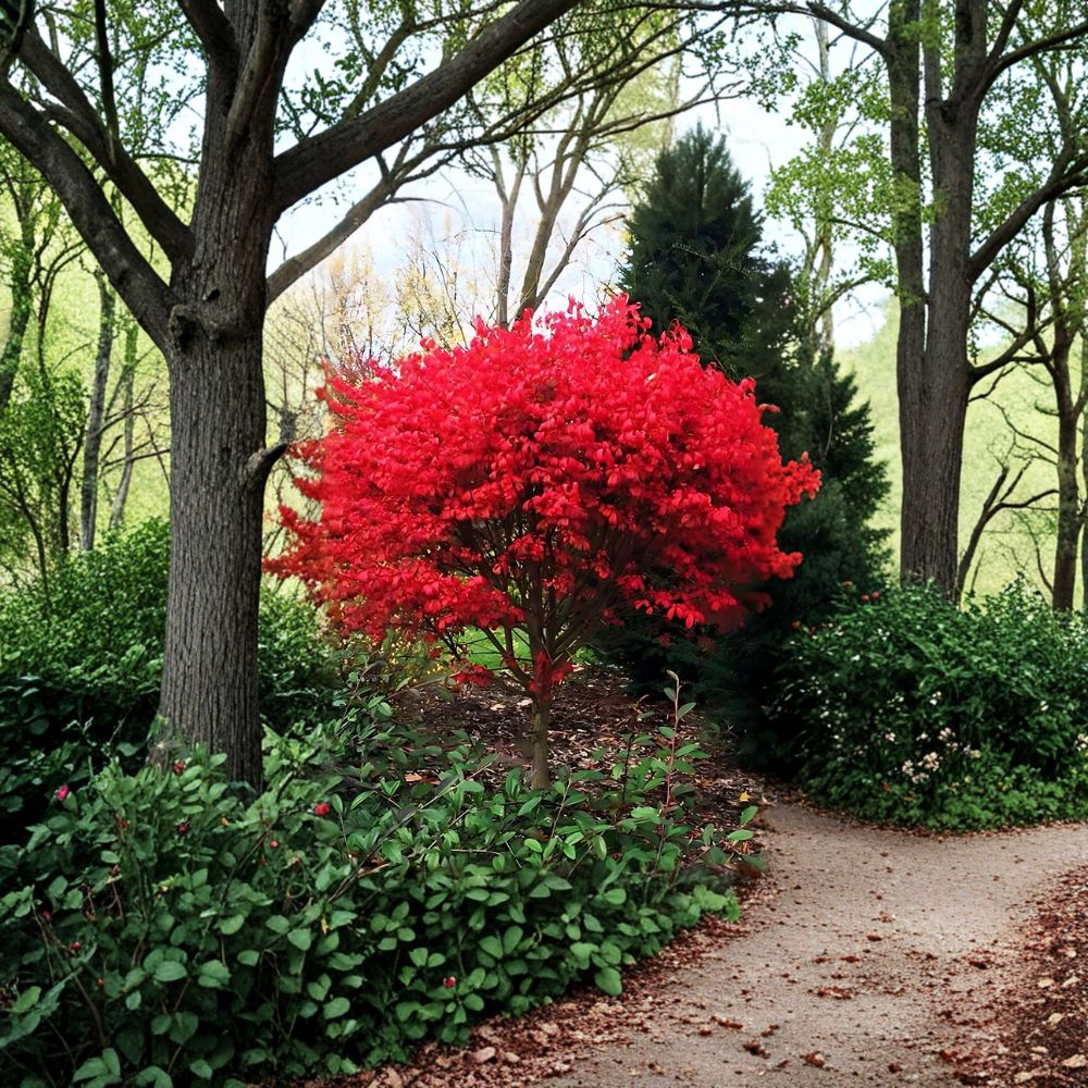 Burning Bush Shrubs – Euonymus alatus Live Bare Root (2 Pack) | 12–18 Inch Tall | Brilliant Red Fall Color | Hardy Landscape Hedge Plant