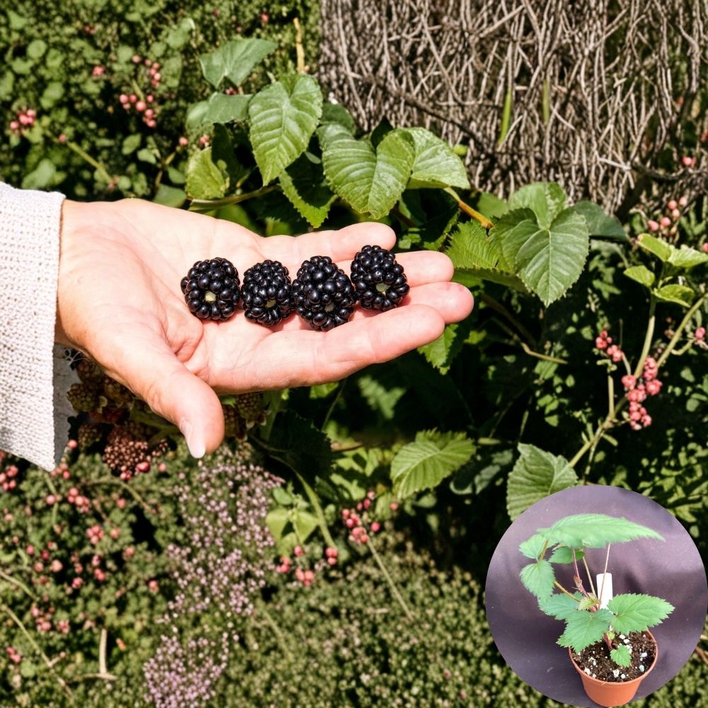 Ponca Thornless Blackberry Plant – Rubus ‘Ponca’ Live Plant | Rooted Plant in 3-Inch Pot | Sweet Early Berry Variety | Easy Garden Grower