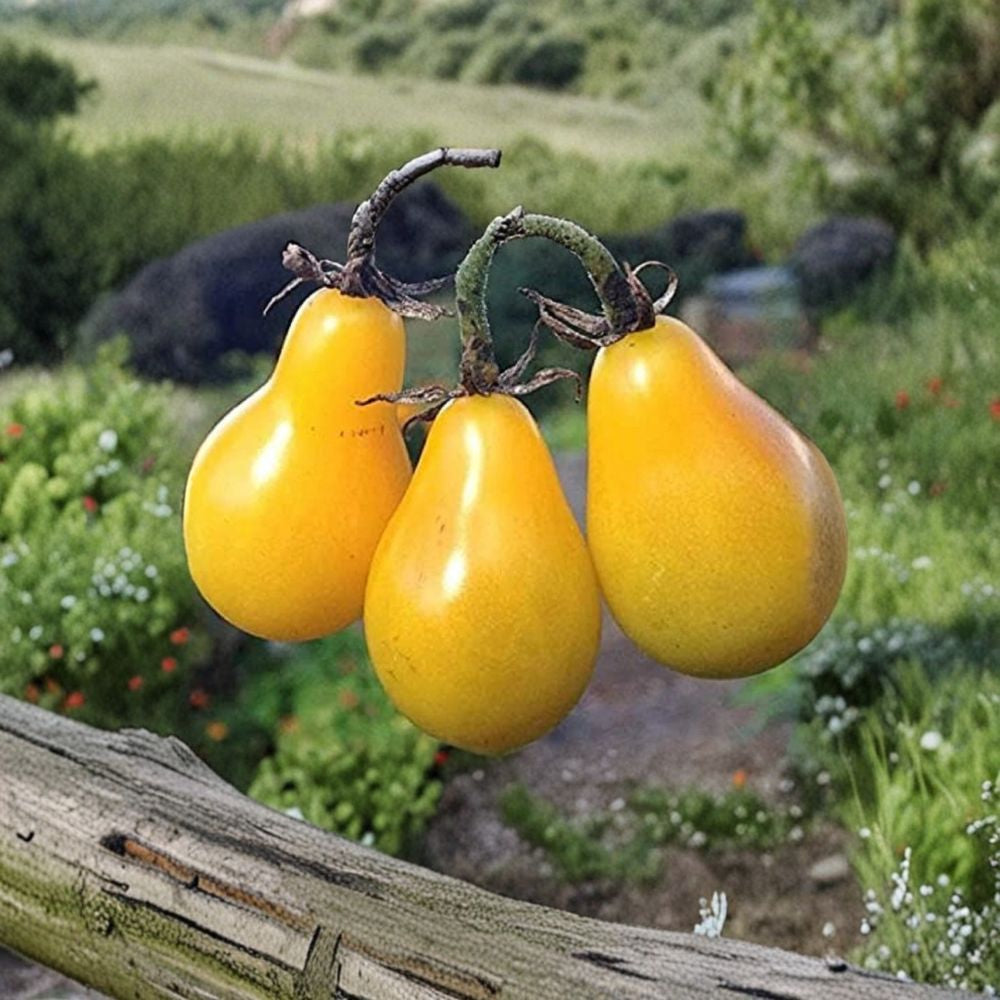 Yellow Pear Tomato Seeds – Heirloom NON-GMO 200 Seeds | 2026 Growing Season | Bulk Pack Sweet Cherry-Type Tomato | Heavy Producer | Garden Favorite