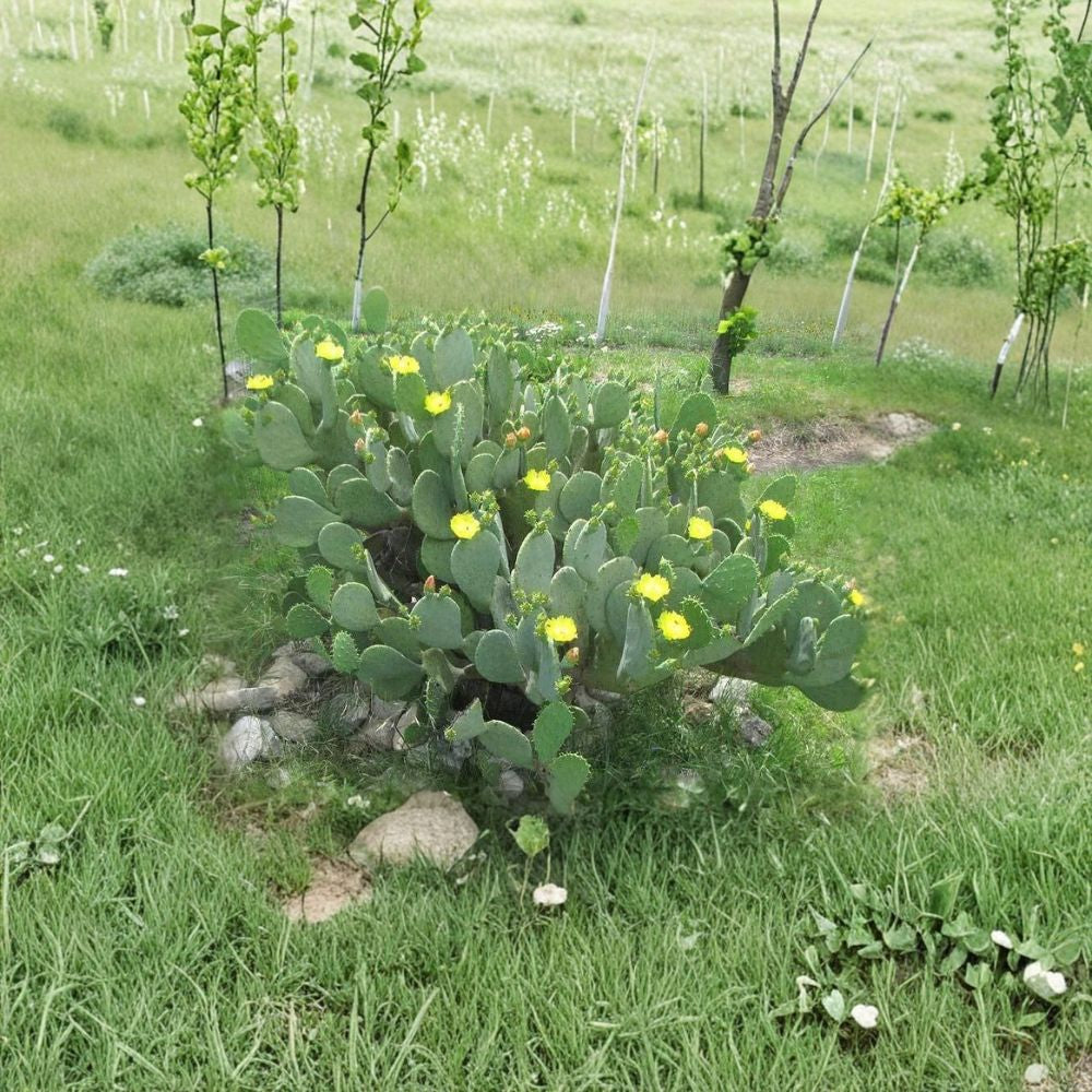 Spineless Opuntia Cacanapa – Opuntia cacanapa ‘Ellisiana’ 2 Healthy Pads / Cuttings | Ready to Plant | FREE Shipping Cold Hardy Prickly Pear | Great for Nopales | Easy to Grow