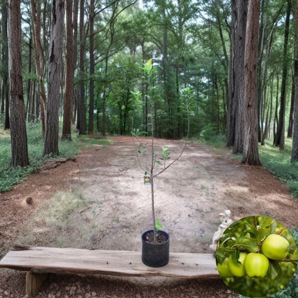 Lodi Apple Tree – 4–6 Ft Live Fruit Tree | Early Harvest Sweet Yellow Apples | Backyard Orchard Starter | Cold Hardy Apple Tree