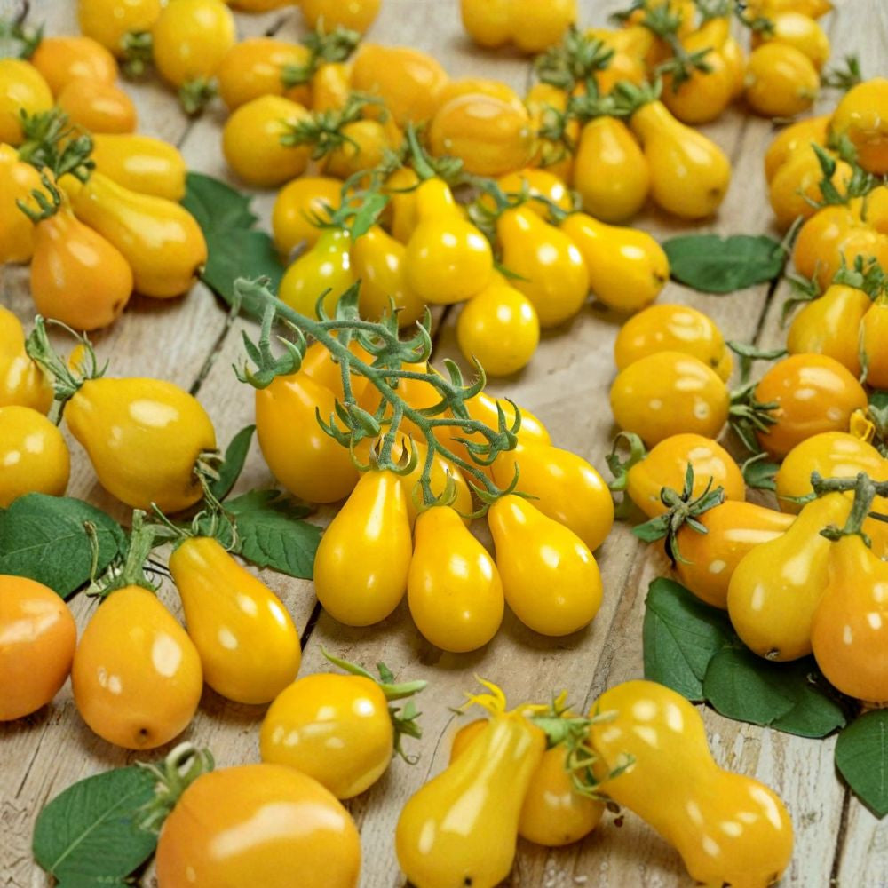 Yellow Pear Tomato – Solanum lycopersicum 30 Heirloom Seeds | NON-GMO | 85%+ Germination Sweet Golden Pear Tomatoes | 75 Days to Maturity | USA Seller