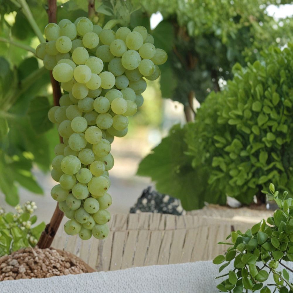 Sweet Seedless Grape Vine – 10 Inch Live Plant with Pot | Rooted Green Grape Cutting | Ready to Plant Fruit Vine | Backyard Garden Starter