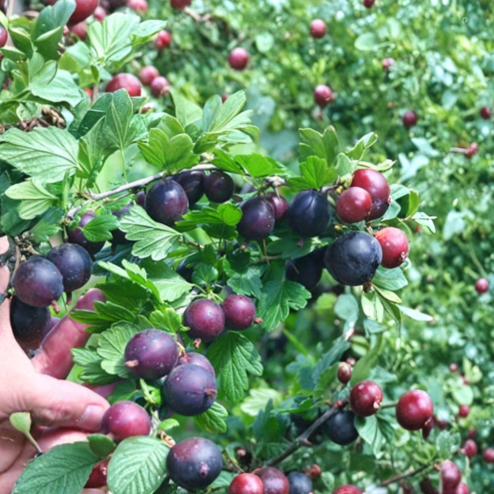 Negus Gooseberry Plant – Rare Live Berry Shrub | Blueberry-Like Flavor | Small Starter Plant | Edible Garden Fruit Bush