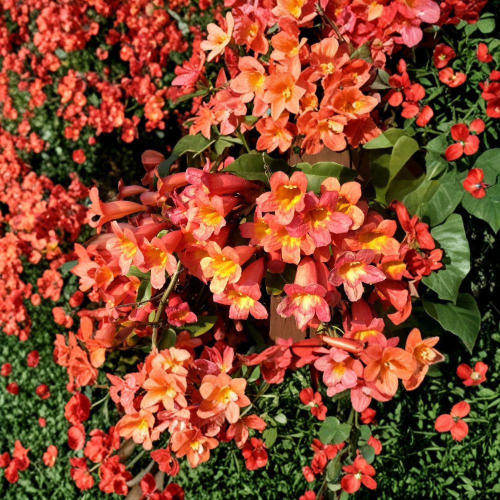 Tangerine Beauty Crossvine Live Plant – Bignonia capreolata Rooted Starter | Hummingbird & Butterfly Vine | Climbing Flower Plant