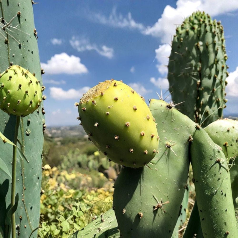 White Prickly Pear Cactus Seeds – Opuntia 15 Seeds | Edible Fruit | Nopal Tunero Blanco Drought Tolerant | Full Sun | Perennial Succulent