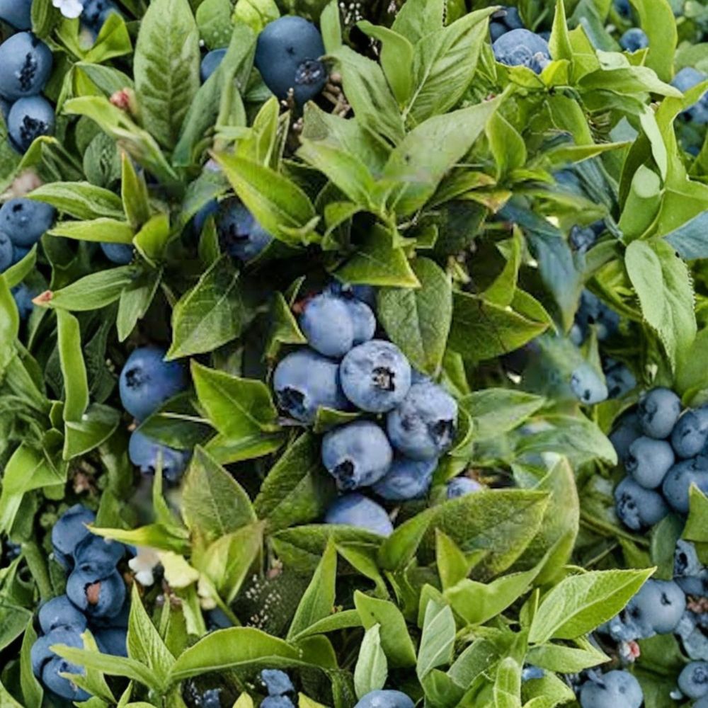 Top Hat Dwarf Blueberry Plant – Vaccinium angustifolium Live Starter | 3–4 Inches Tall | Compact Berry Bush | Container Friendly