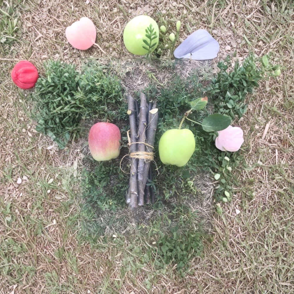 Apple Tree Cuttings – 5 Fresh Organic Scions | Unrooted Apple Branches for Grafting or Rooting | Fruit Tree Propagation