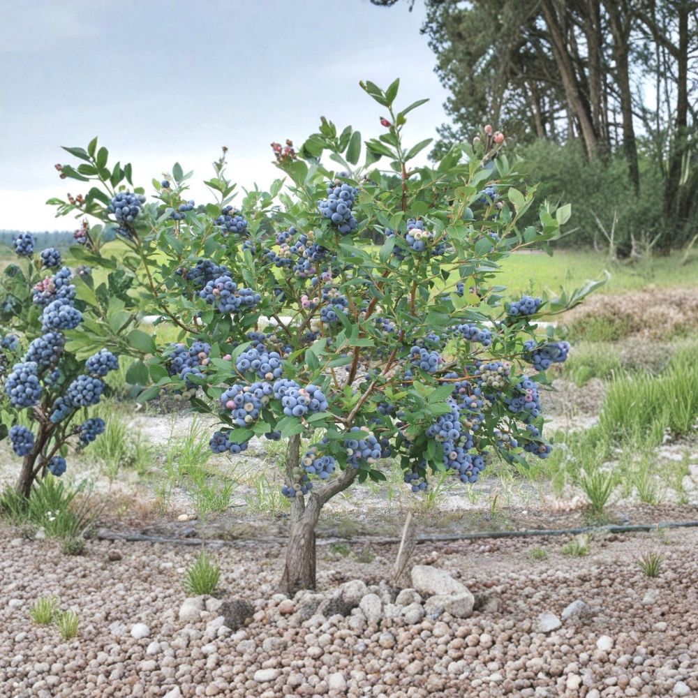 Jubilee Blueberry – Vaccinium corymbosum Live Plant | Southern Highbush Berry Bush | Heat Tolerant | Healthy Rooted Fruit Plant