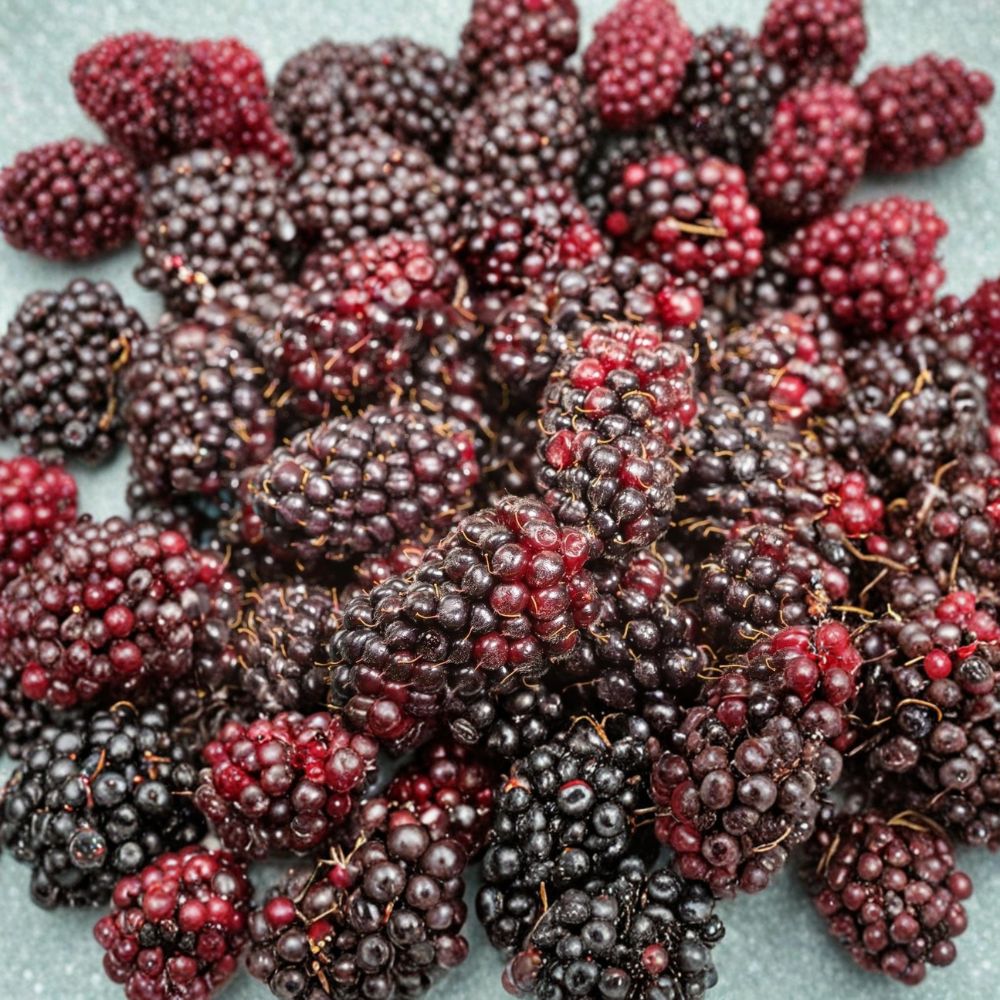 Galaxy Thornless Blackberry Plants – Rubus ‘Galaxy’ Starter Plugs | Set of 3 | Early Sweet Berry Variety | Bare Root Garden Fruit | Easy to Grow