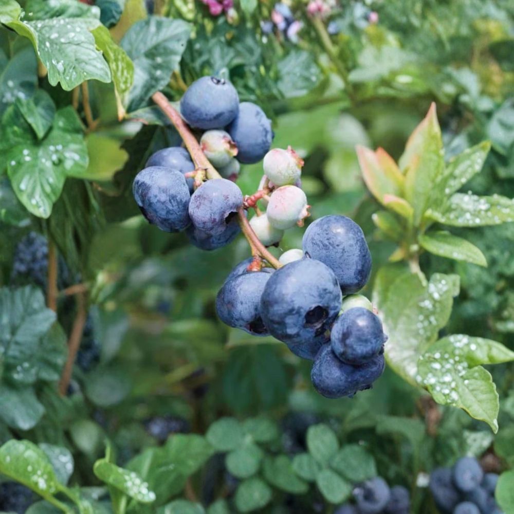 Elliott Blueberry Plant – Northern Highbush Live Berry Bush | 2.25 Gallon Pot | Late Season Fruit | Cold Hardy Garden Plant