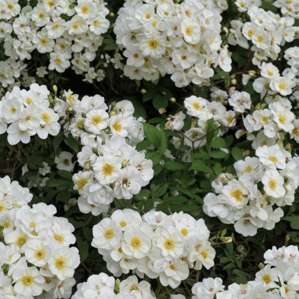 Rambler Rose Cuttings – 15 Rosa Multiflora Unrooted Cuttings | Climbing Wild Rose | Fast Growing Flowering Vine | Easy Propagation