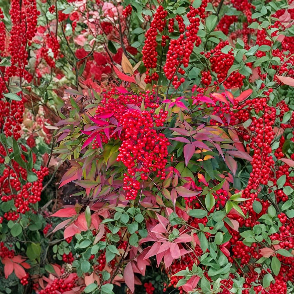 Nandina Bushes – Heavenly Bamboo Live Bare Root (2 Pack) | 1–2 Ft Tall | Multicolored Evergreen Shrubs | Red Foliage Landscape Plant