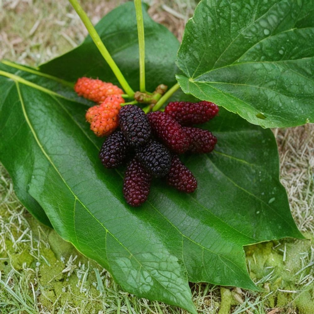 Dwarf Everbearing Mulberry – Morus nigra Live Starter Plants | 4–6 Inches Tall | Rooted Plugs – No Pot Sweet Berry Fruit Tree | Patio & Backyard Friendly | Easy to Grow