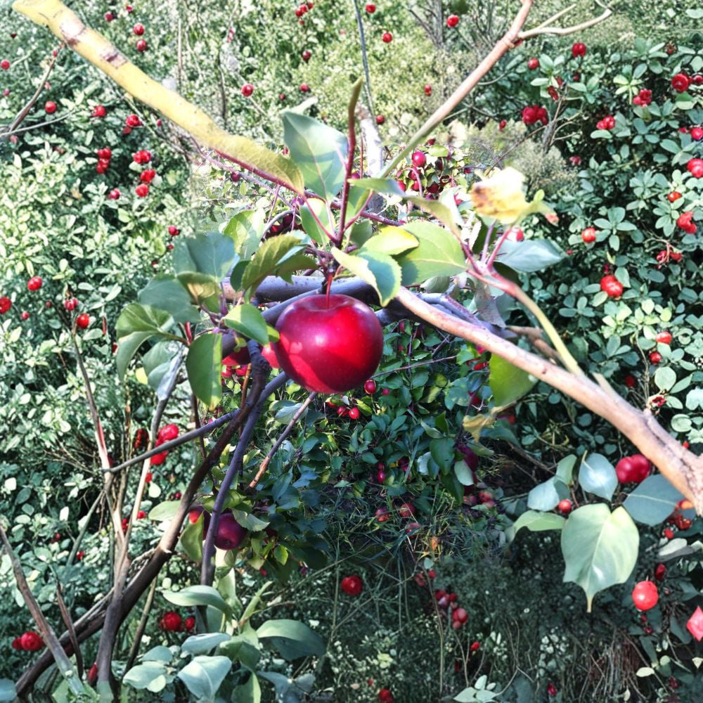 McIntosh Apple Trees – Malus domestica Live Bare Root | Set of 2 Trees | 18–24 Inches Tall | Classic Sweet-Tart Apples
