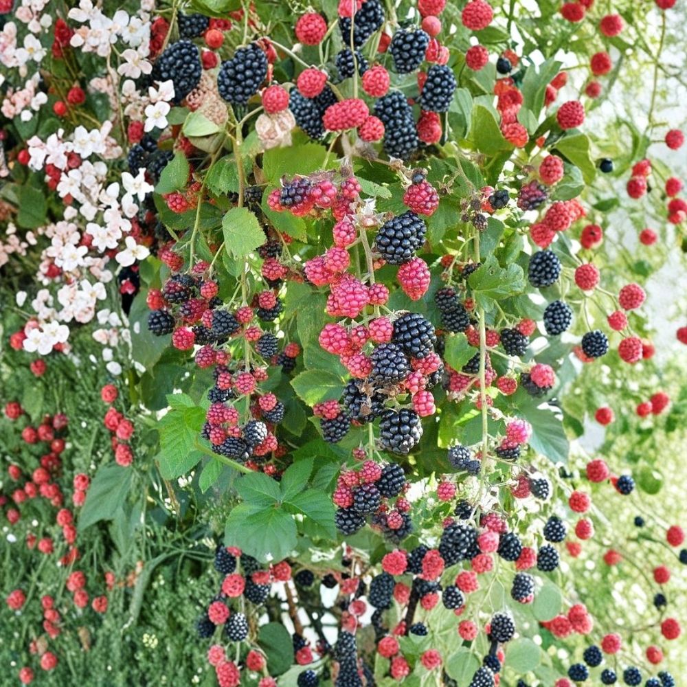 Chester Thornless Blackberry Plants – Rubus ‘Chester’ Starter Plants | Set of 2 | 4–10 Inch Tall | Sweet Firm Berries | Bare Root Garden Fruit