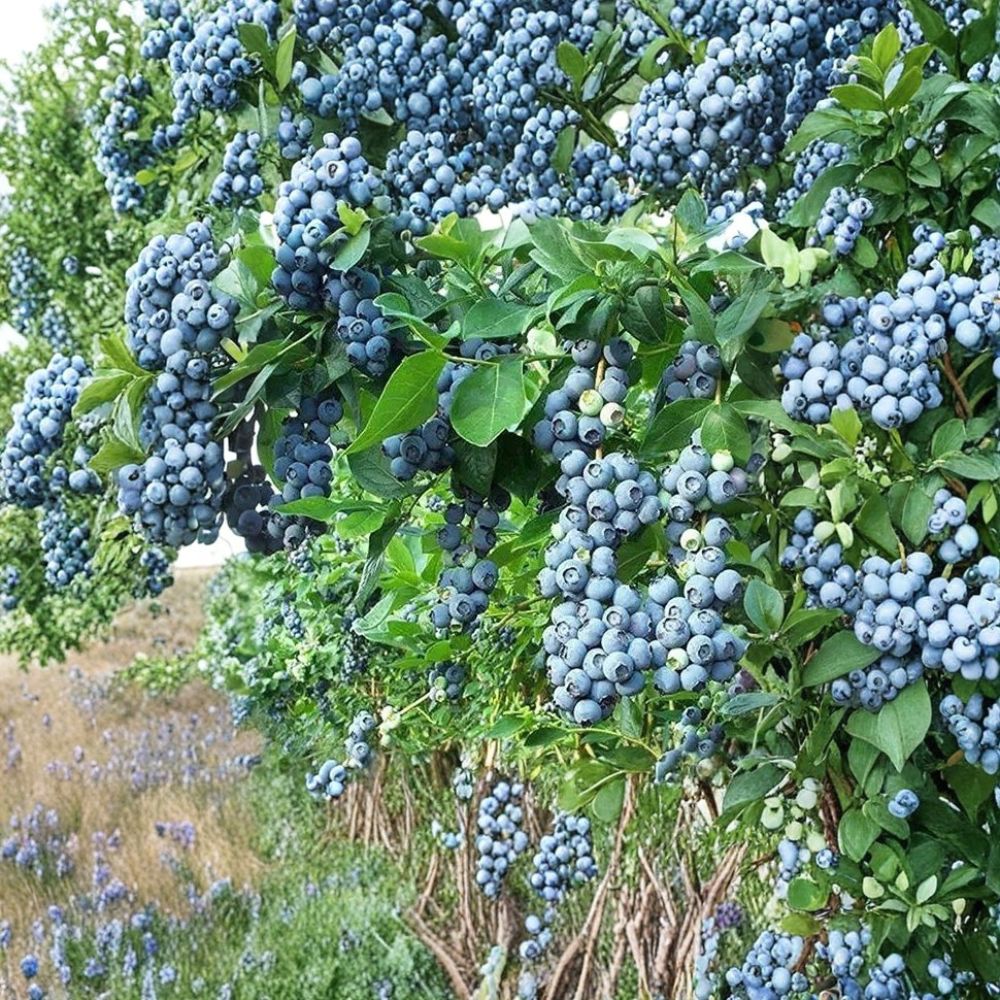Brightwell Blueberry Propagation Kit – Vaccinium ashei Cuttings | DIY Rooting Kit | 4 Blueberry Cuttings with Rooting Hormone | Grow Your Own Berry Bush