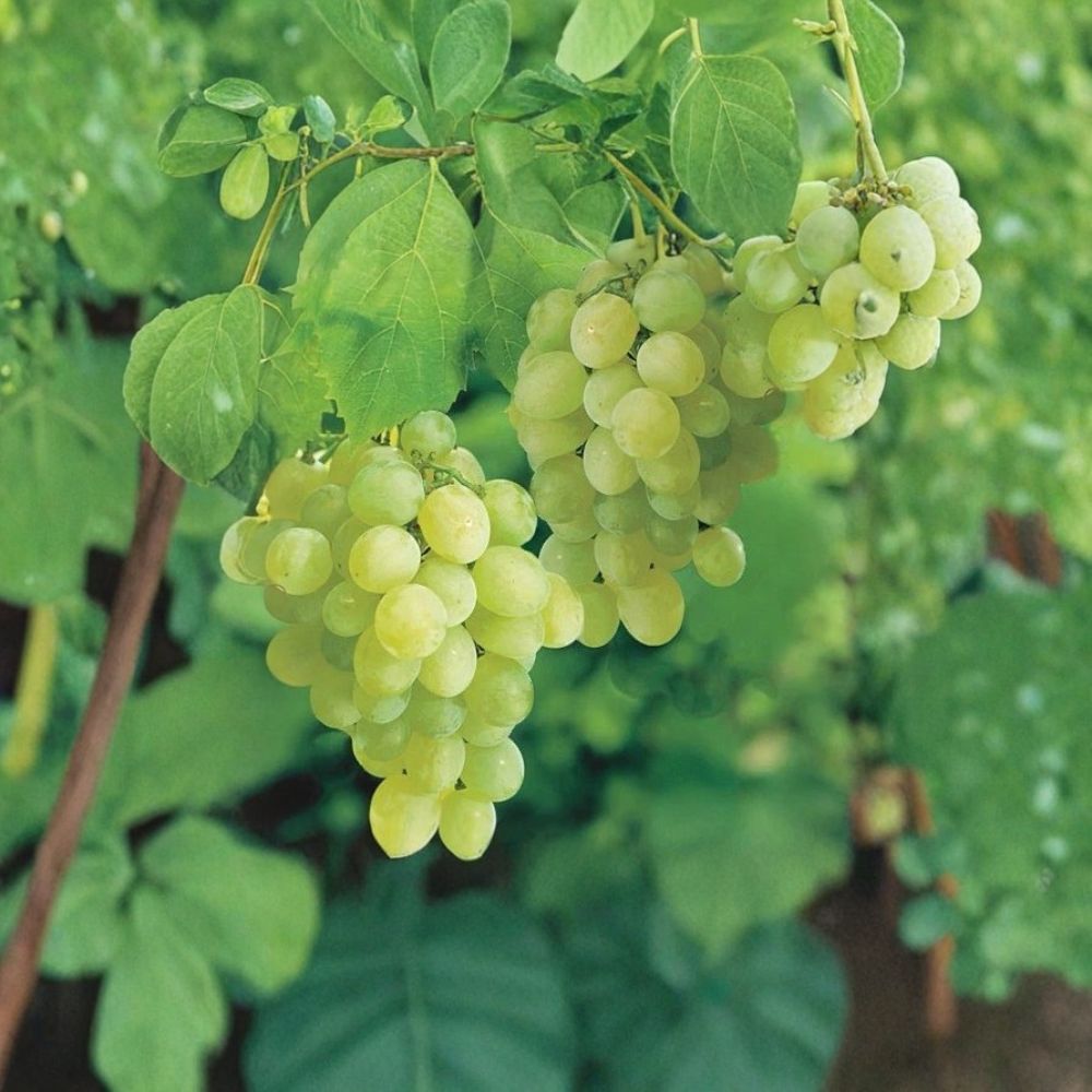 Sweet Seedless Green Grape Vine – 15 Inch Live Plant with Pot | Rooted Grape Cutting Ready to Plant | Easy Grow Fruit Vine | Backyard Garden