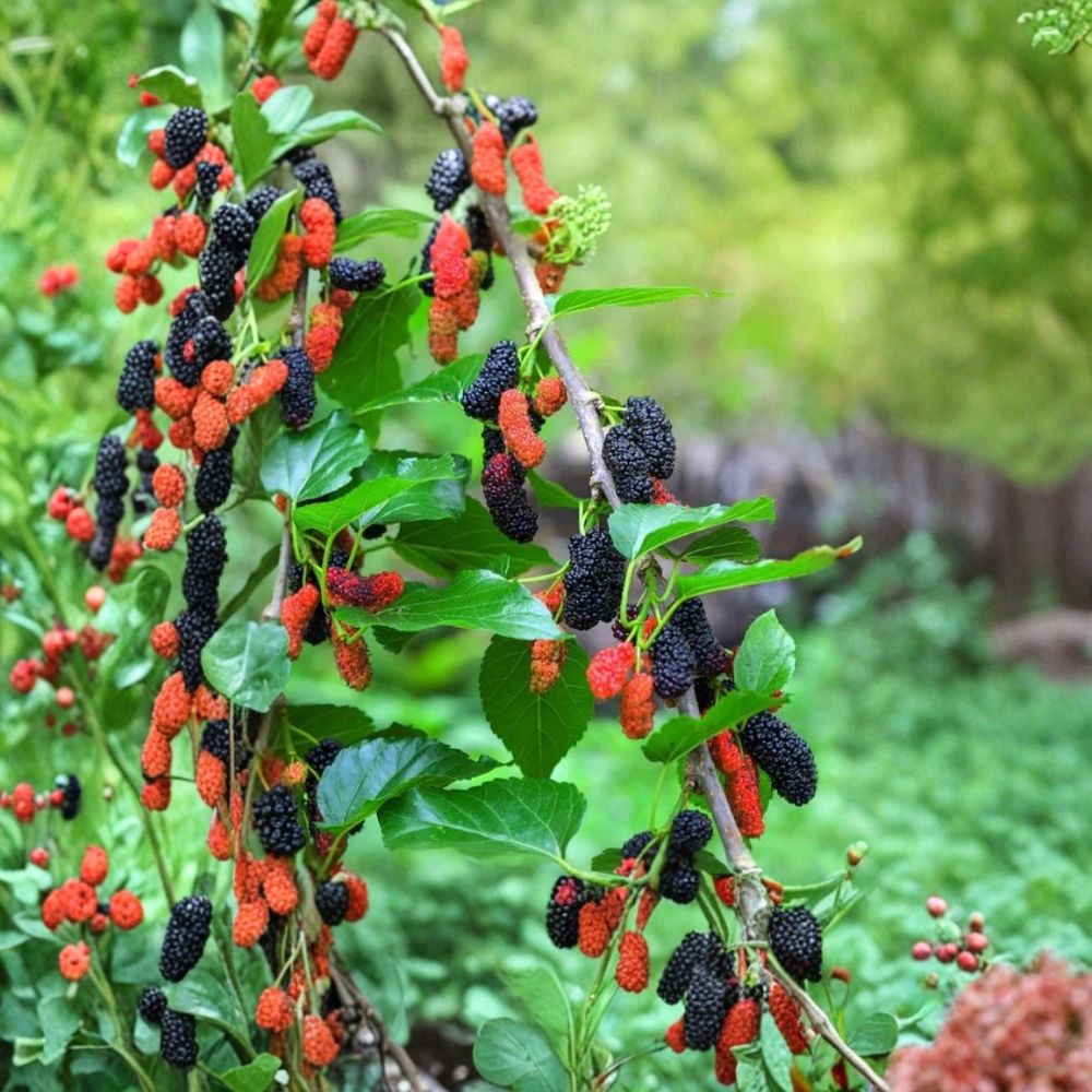 Illinois Everbearing Mulberry – Morus ‘Illinois Everbearing’ Live Seedlings | 4–8 Inches Tall | Rooted Plants – No Pot Sweet Berry Fruit Tree | Patio & Backyard Friendly | Easy to Grow