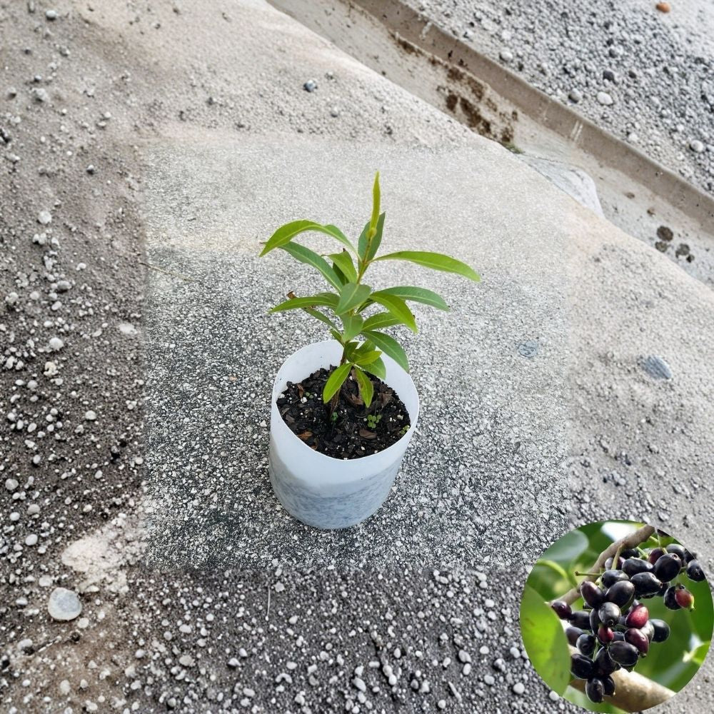 Jamun Tree – Syzygium Cumini Live Plant | 12+ Inch Seedling | Java Plum / Indian Jambul Fruit Tree | Tropical Edible Plant