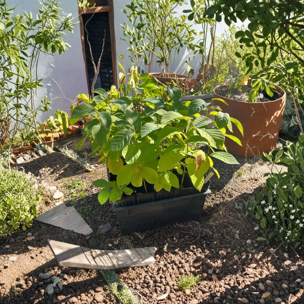 Honeyhart Cherimoya Tree – Annona cherimola Live Plant | 10–14 Inches Tall | Tropical Custard Apple Fruit Tree | Rare Exotic Plant