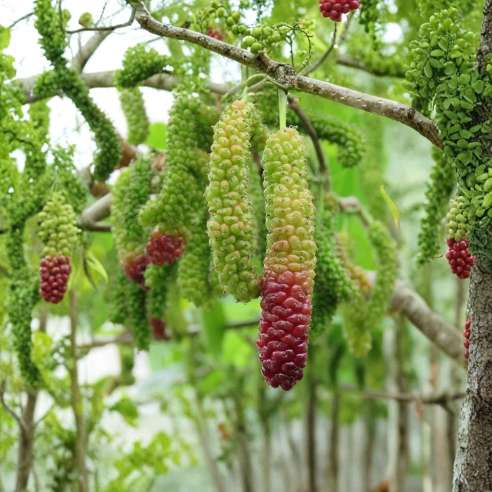 Pakistan Mulberry – Morus ‘Pakistan’ Live Seedlings | 6–8 Inches Tall | Rooted Plants – No Pot Sweet Tropical Fruit Tree | Patio & Backyard Friendly | Easy to Grow