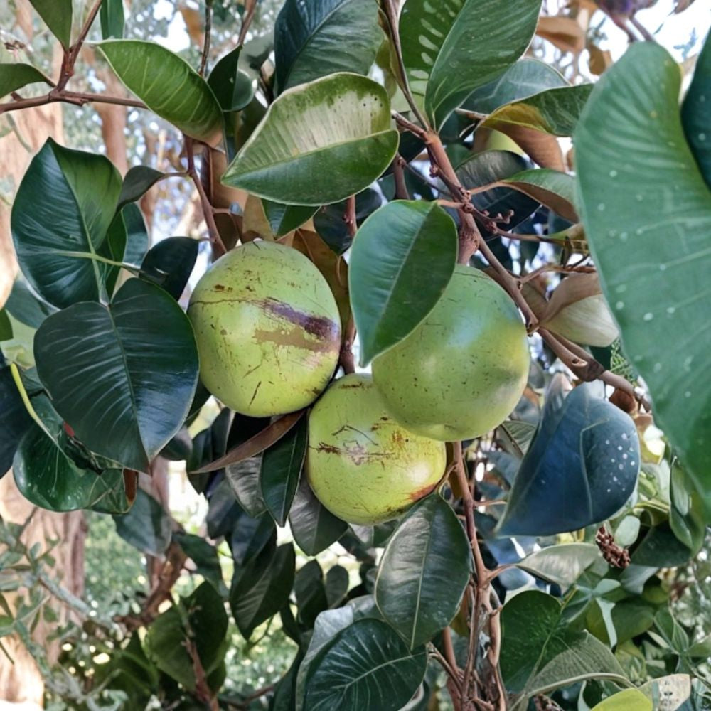 Star Apple Seeds – Chrysophyllum cainito | 15 Seeds | Caimito Tropical Fruit Tree | Exotic Garden Plant