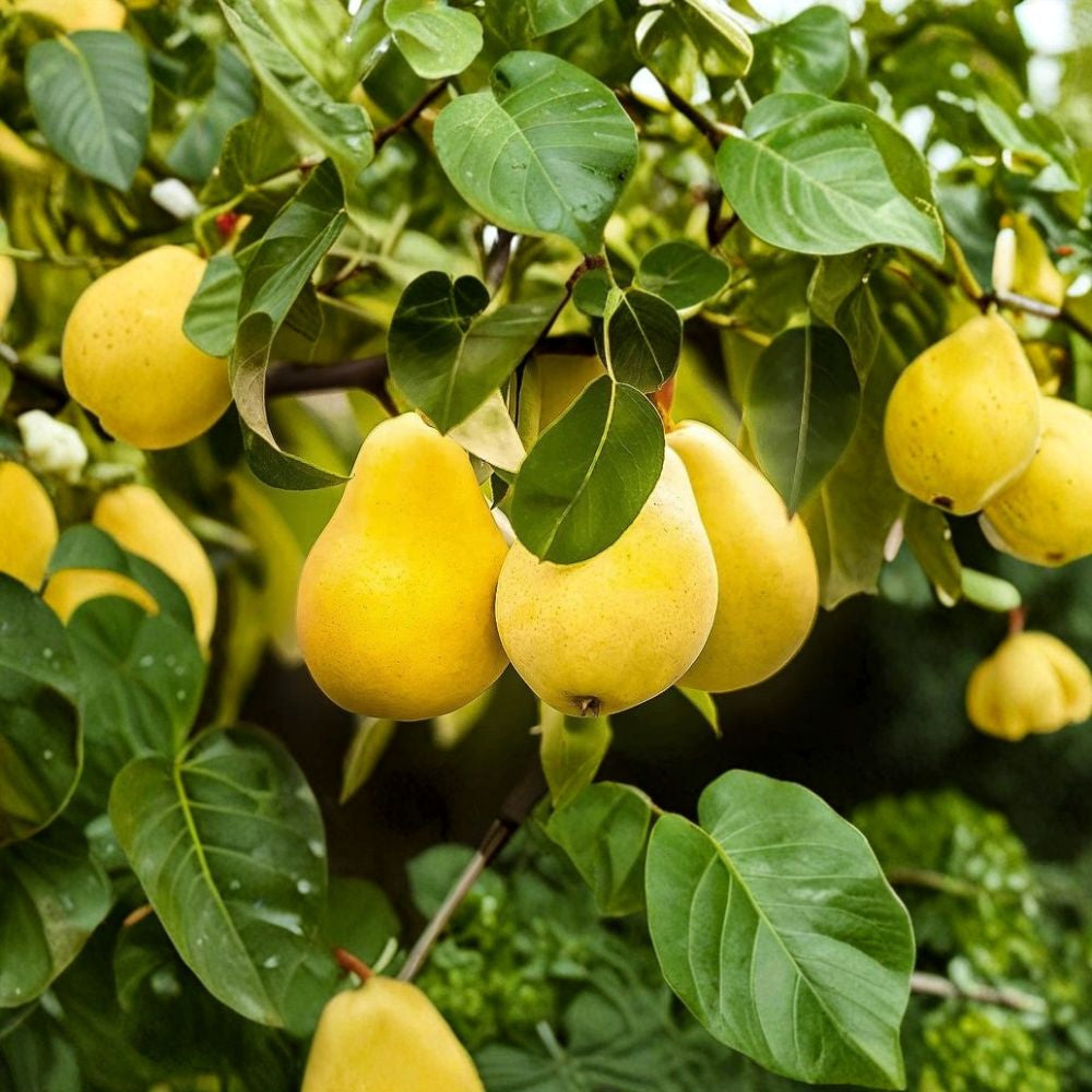 Kieffer Pear Seeds – Pyrus communis 5 + 1 Free Seeds | Sweet Juicy Fruit | Hardy Variety Self-Pollinating | Late Harvest | Disease Resistant