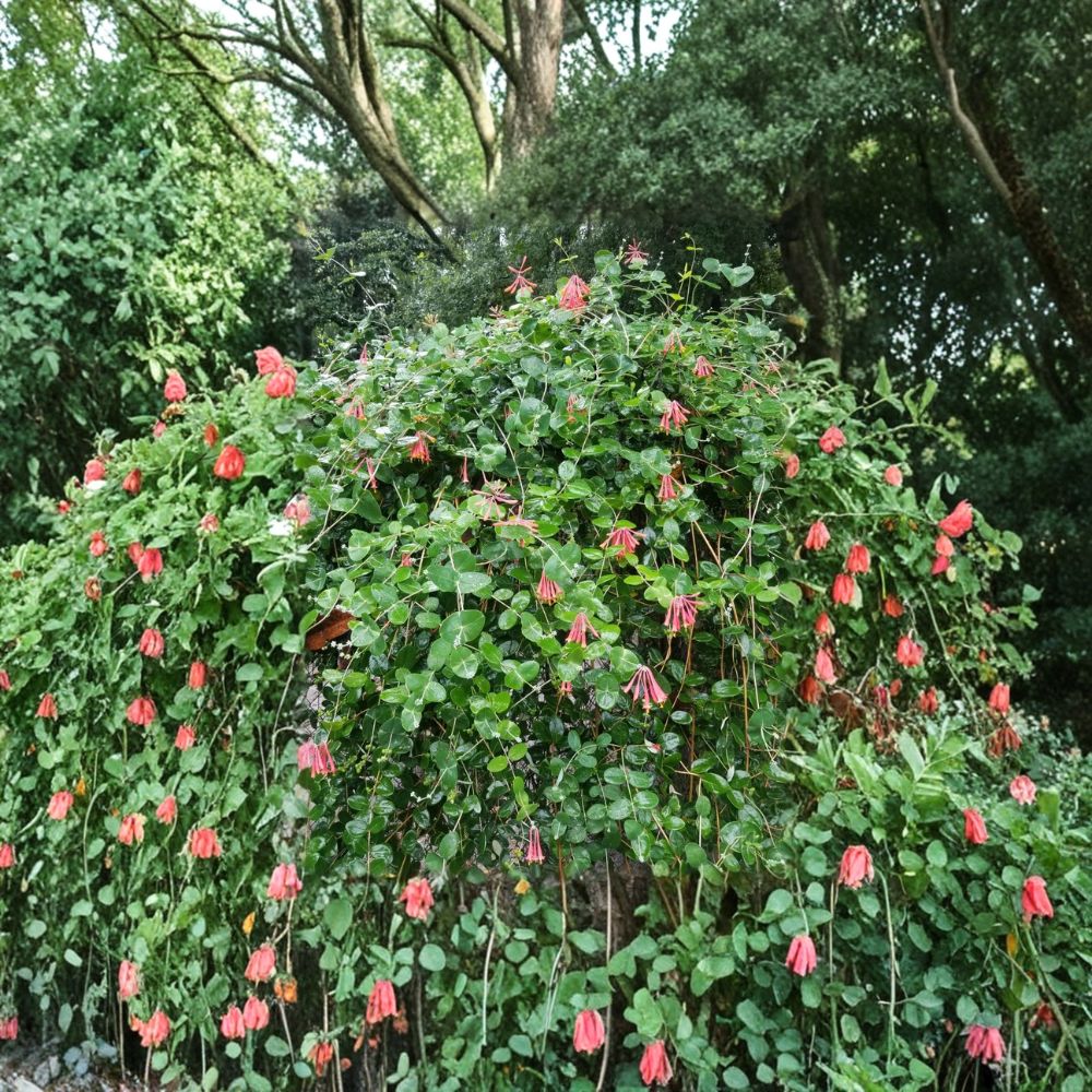 Coral Honeysuckle Cuttings – 8+ Major Wheeler Lonicera sempervirens | Hummingbird Vine | Butterfly Garden Plant | Climbing Flower Vine