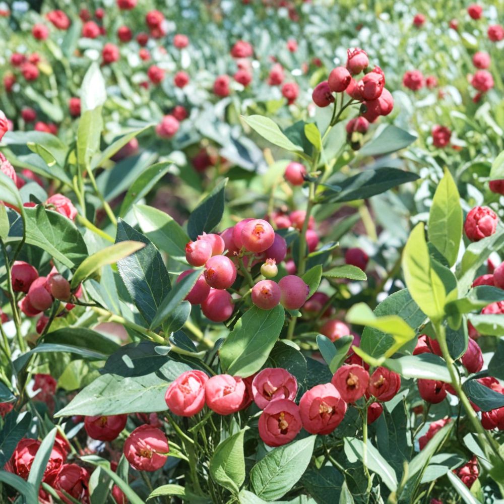 Pink Lemonade Blueberry – Vaccinium ‘Pink Lemonade’ Live Plant | 1 Quart Grow Bag | Unique Pink Berry Bush | Edible Landscape Fruit Plant